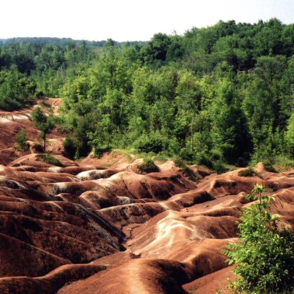 A terra cotta field, surrounded by lush forest